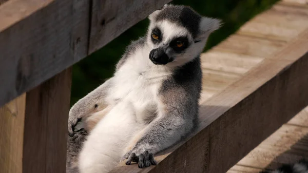 Shallow Focus Shot Ring Tailed Lemur — Stock Photo, Image