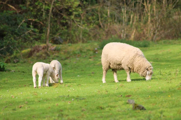 Selektiv Fokus Skott Tre Får Ett Grönt Gräs — Stockfoto