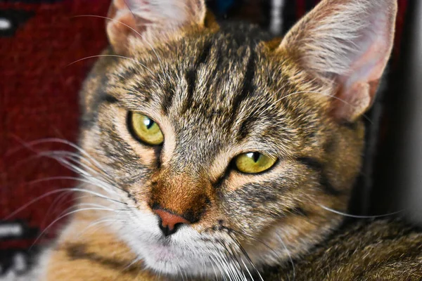 Närbild Skott Söt Sömnig Katt Med Vackra Gröna Ögon — Stockfoto
