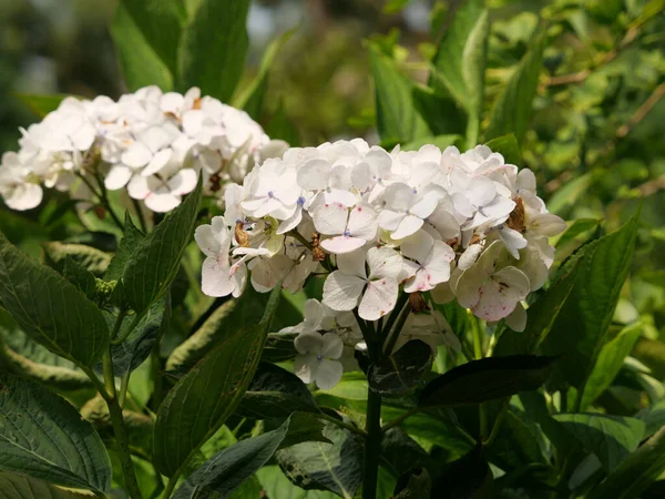 Eine Nahaufnahme Von Hortensien Paniculata Blüht Einem Tagsüber Erfassten Garten — Stockfoto