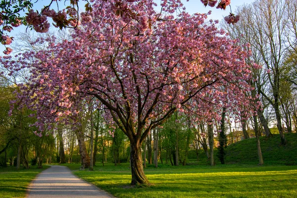 Gün Batımında Almanya Emden Bir Parkta Mor Çiçeklerle Açan Ağaçlar — Stok fotoğraf