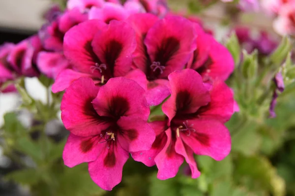 Ένα Κοντινό Πλάνο Των Όμορφων Ροζ Λουλουδιών Γεράνι Έναν Κήπο — Φωτογραφία Αρχείου