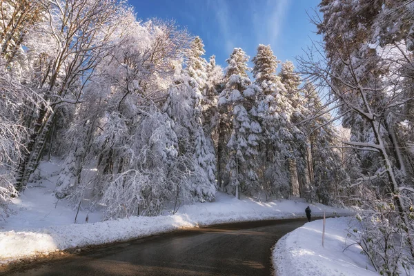 Een Schilderachtige Lage Hoek Opname Van Een Bos Tijdens Winter — Stockfoto