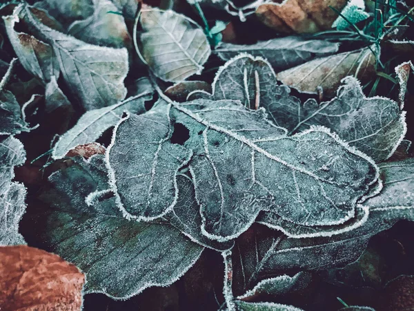 Primer Plano Las Hojas Roble Esmerilado Suelo Durante Invierno —  Fotos de Stock