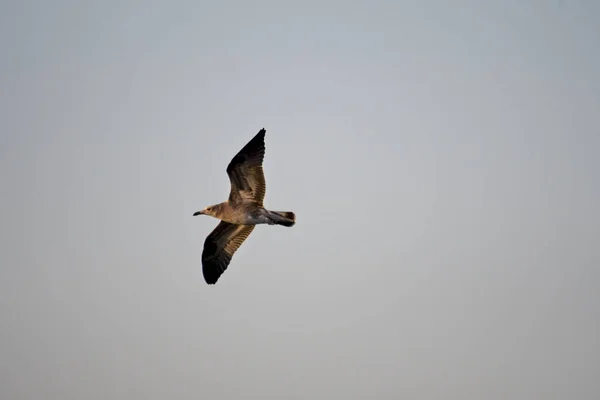 Uma Gaivota Arenque Europeia Voando Céu — Fotografia de Stock