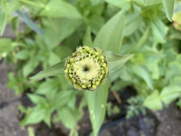 一个绿色圆形植物的俯瞰特写 — 图库照片