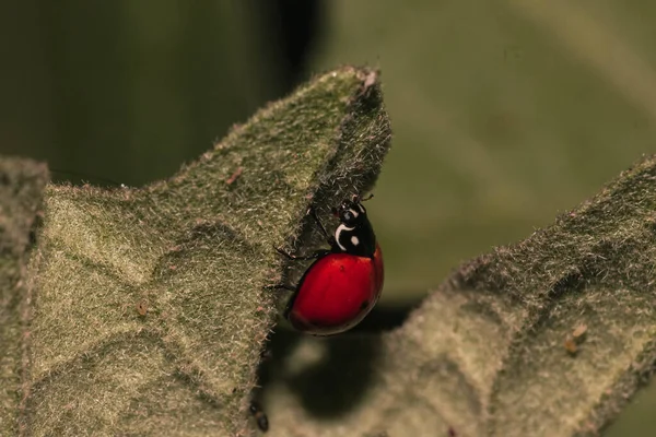 Macro Shot Green Ladybug Green Leaf — Stock Photo, Image