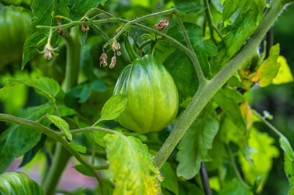 Selektywne Ujęcie Niedojrzałych Zielonych Pomidorów Gałęzi — Zdjęcie stockowe