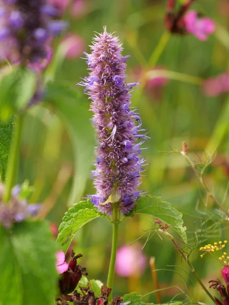 Vertical Selective Focus Shot Purple Flowers Garden Captured Daytime — Stock Photo, Image