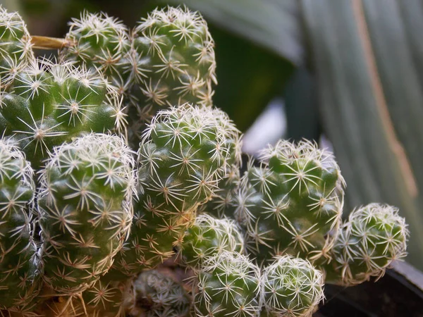 Ujęcie Bliska Kaktusów Ostrymi Cierniami — Zdjęcie stockowe