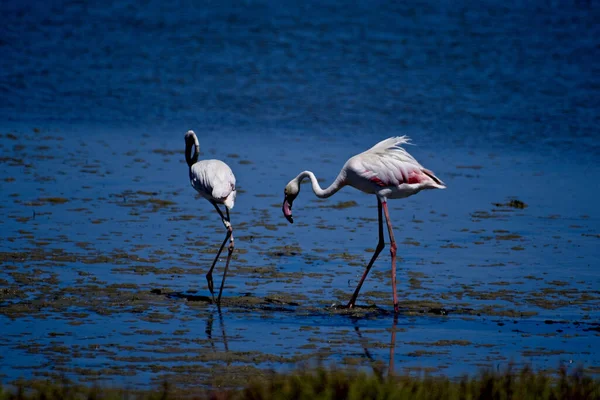 Schöne Flamingos Stehen Seewasser — Stockfoto