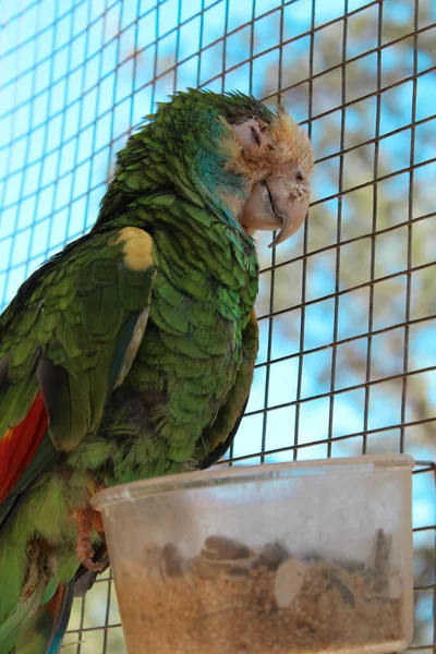 Hayvanat Bahçesindeki Kafeste Bir Papağanın Dikey Yakın Çekimi — Stok fotoğraf