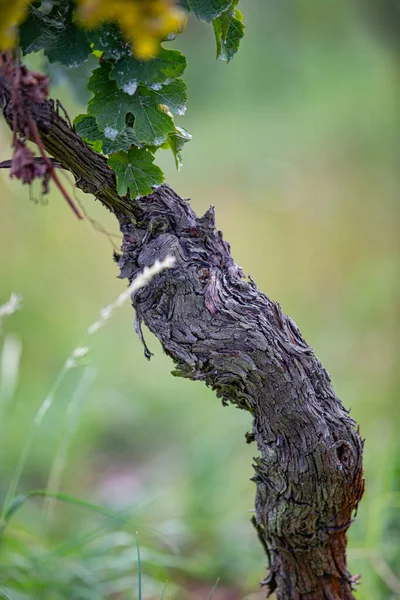 Üzüm Bağındaki Bir Üzüm Ağacının Kabuğunun Dikey Yakın Çekimi — Stok fotoğraf