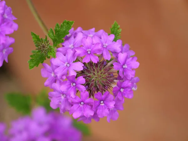 Ett Makro Skott Lila Verbena Blomma — Stockfoto