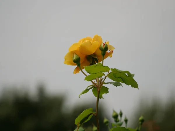 Mise Point Sélective Une Fleur Jaune Capturée Pendant Journée — Photo