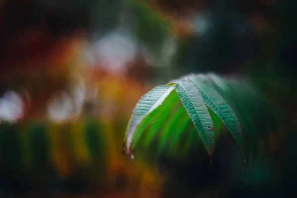 Zbliżenie Ujęcie Kolorowych Jesiennych Liści Miękkim Bokeh — Zdjęcie stockowe