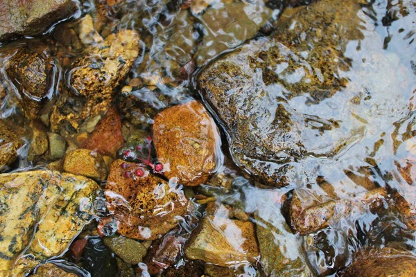 Ένα Πλάνο Υψηλής Γωνίας Από Πολύχρωμες Πέτρες Καθαρό Νερό Αντανάκλαση — Φωτογραφία Αρχείου