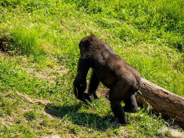 Pequeño Gorila Negro Corriendo Campo Verde Brillante Zoológico — Foto de Stock