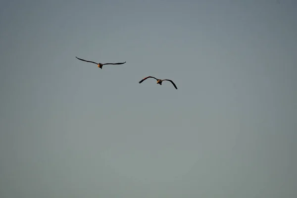 Dwa Ptaki Lecące Wysoko Niebie — Zdjęcie stockowe