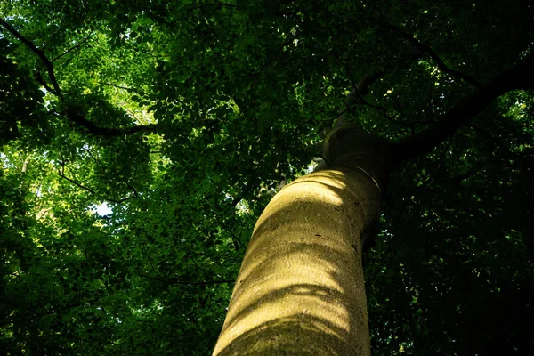 Tiro Ângulo Baixo Árvore Alta Folhagem Fundo Das Folhas — Fotografia de Stock