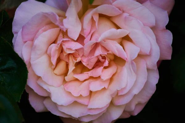 Primer Plano Una Floribunda Rosa Campo Con Fondo Oscuro Borroso — Foto de Stock