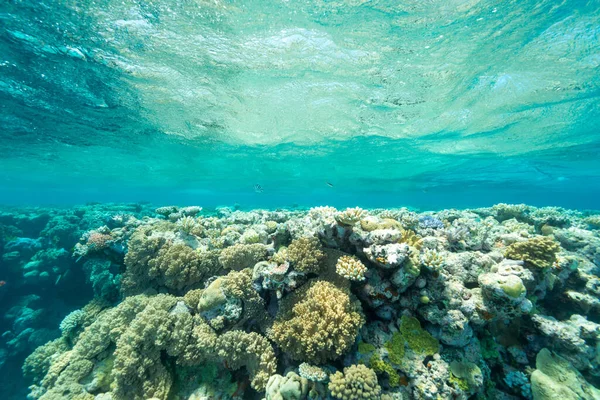 Primo Piano Barriere Coralline Situate Nella Limpida Acqua Blu — Foto Stock