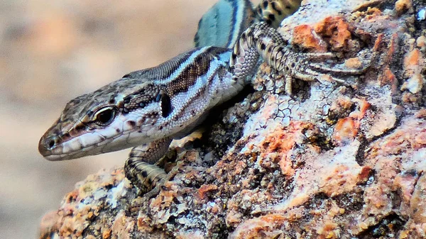 Closeup Shot Spotted Lizard Crawling Rock — Stock Photo, Image