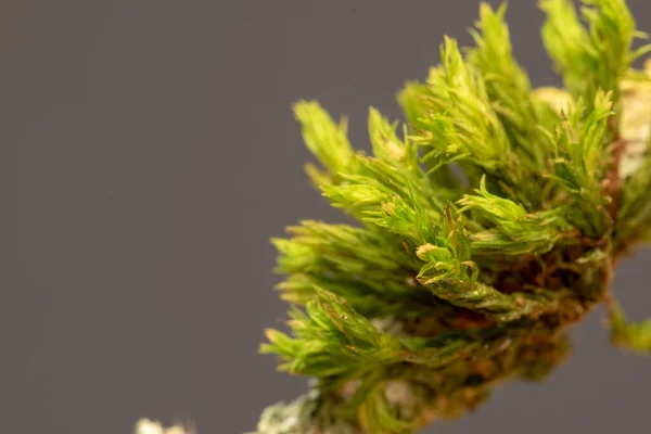 Макрознімок Яскравої Квітки Хризантеми Свіжими Зеленими Пелюстками — стокове фото