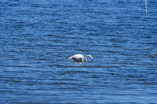 Een Prachtige Flamingo Staand Helder Blauw Water — Stockfoto