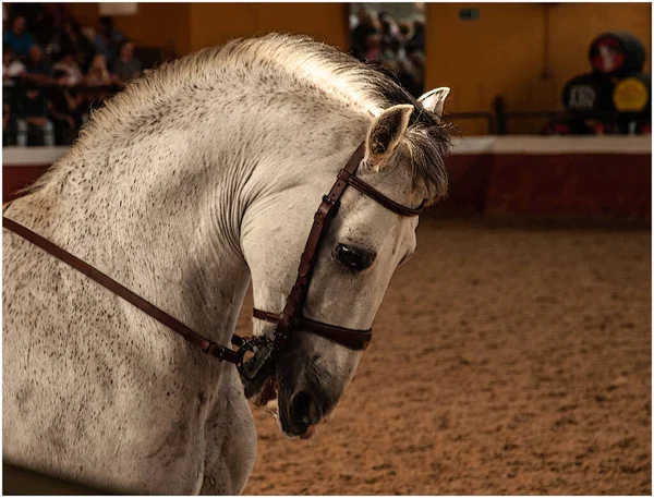 Primer Plano Hermoso Caballo Blanco — Foto de Stock