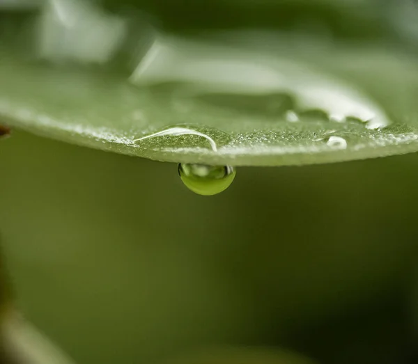 Closeup Shot Wet Green Leaf Water Droplet Hanging — Stock Photo, Image