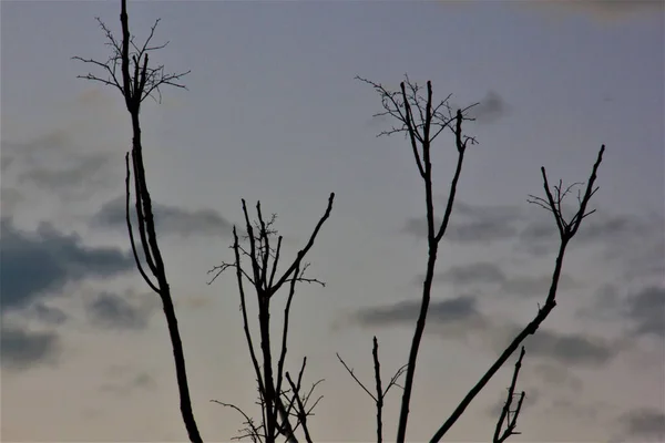 Beautiful Branches Adorned Sunrise — Stockfoto