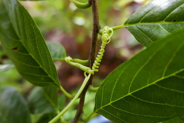 Primer Plano Tallo Hojas Bosque — Foto de Stock