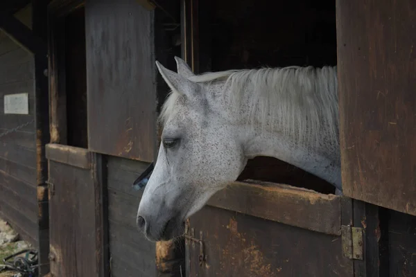 白い馬のクローズアップショット — ストック写真