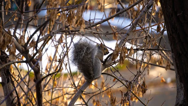 Tiro Perto Esquilo Sentado Galho Árvore Inverno — Fotografia de Stock