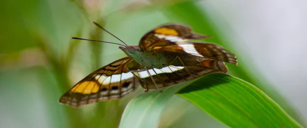 Makro Detailní Záběr Motýla Adelpha Californica Sedícího Listu — Stock fotografie