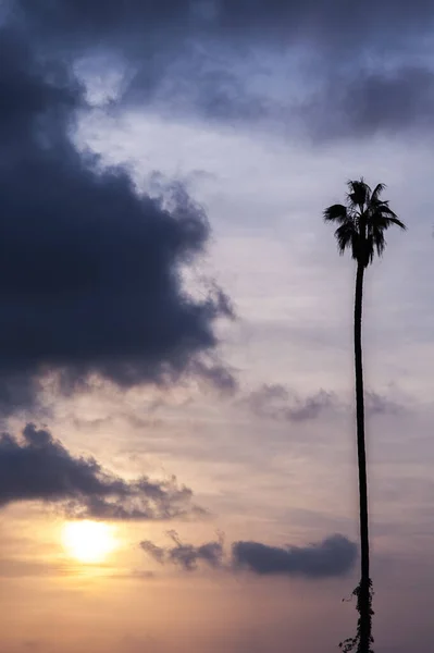Вертикальный Снимок Одинокой Пальмы Закате — стоковое фото