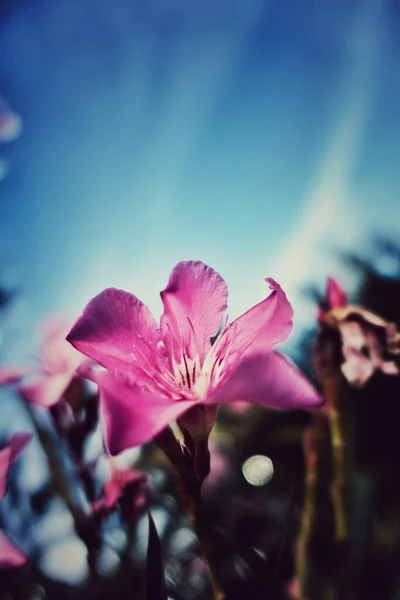 Vertikální Detailní Záběr Růžové Oleander Květiny Souboru Bokeh Pozadí — Stock fotografie