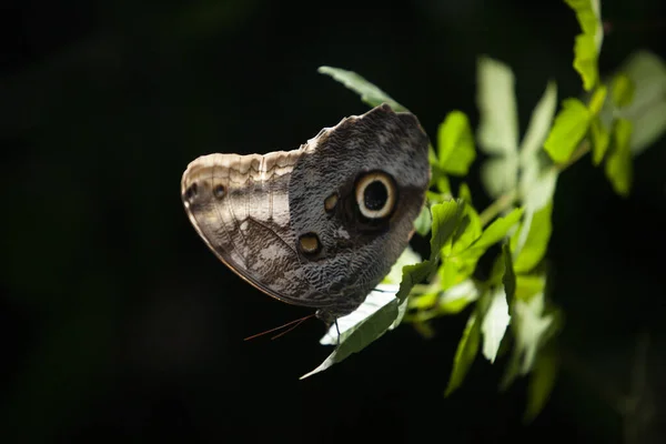 一张彩色卡利戈蝴蝶栖息在树叶上的特写照片 — 图库照片