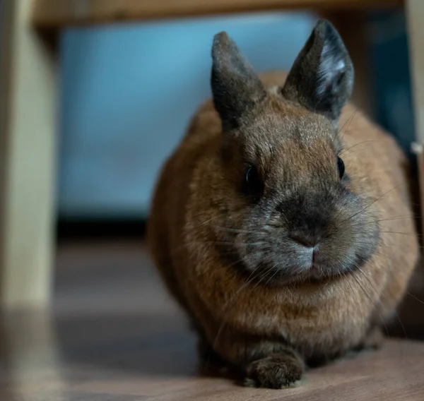 床にかわいい茶色のウサギ — ストック写真