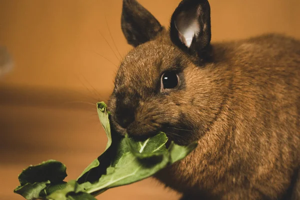 Şirin Kahverengi Bir Tavşanın Marul Yediği Yakın Plan Bir Fotoğraf — Stok fotoğraf
