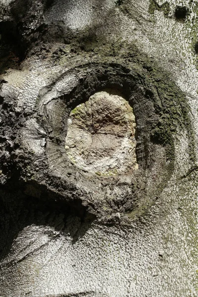 나무껍질을 클로즈업하는 — 스톡 사진