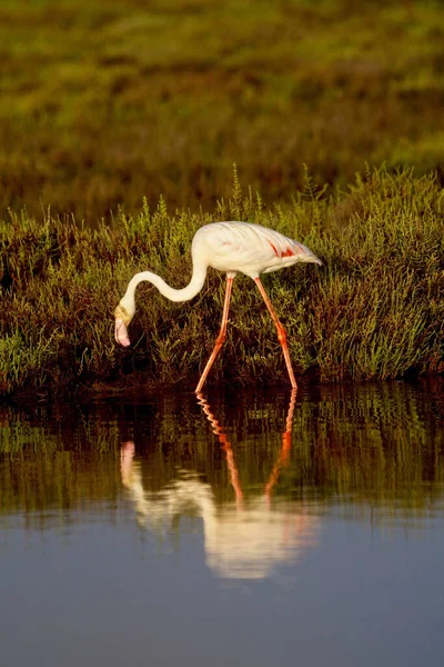 Piękny Różowy Flamingo Jeziorze Hiszpanii — Zdjęcie stockowe