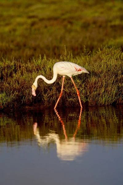 Beau Flamant Rose Dans Lac Espagne — Photo