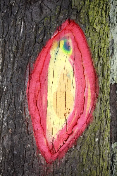 Вертикальный Крупным Планом Снимок Красочной Картины Коре Дерева — стоковое фото