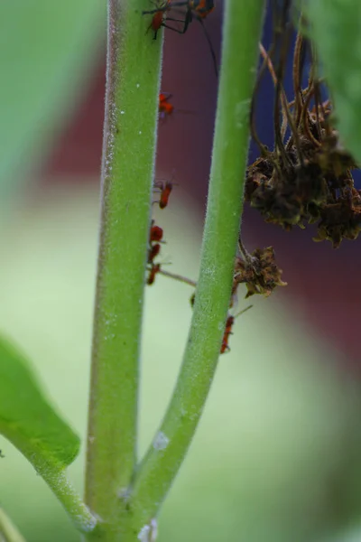 Closeup Shot Red Ants Plant Stem Blurred Background — Stock Photo, Image