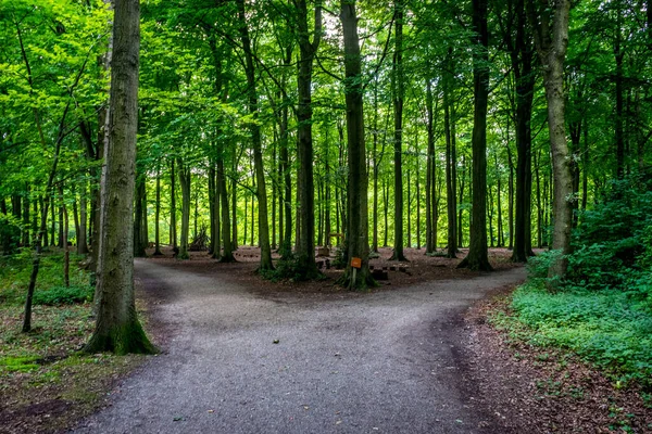 Στενός Δρόμος Ένα Δάσος Καλυμμένο Πράσινο Κάτω Από Φως Του — Φωτογραφία Αρχείου