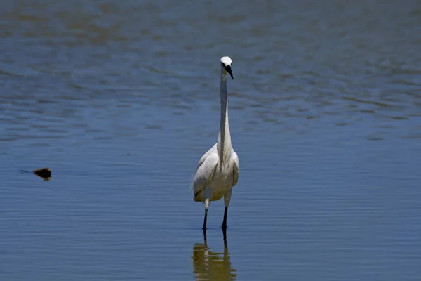 Una Garza Parada Agua —  Fotos de Stock