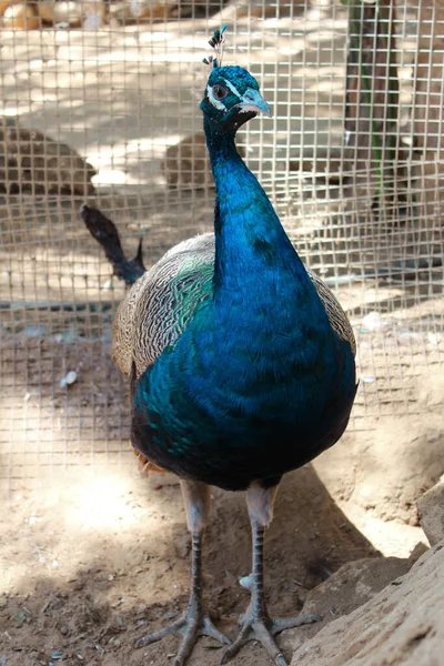 Eine Vertikale Nahaufnahme Eines Schönen Männlichen Pfaus Zoo — Stockfoto