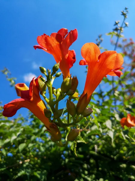 Vertikální Záběr Campsis Grandifloras Pod Modrou Oblohou — Stock fotografie